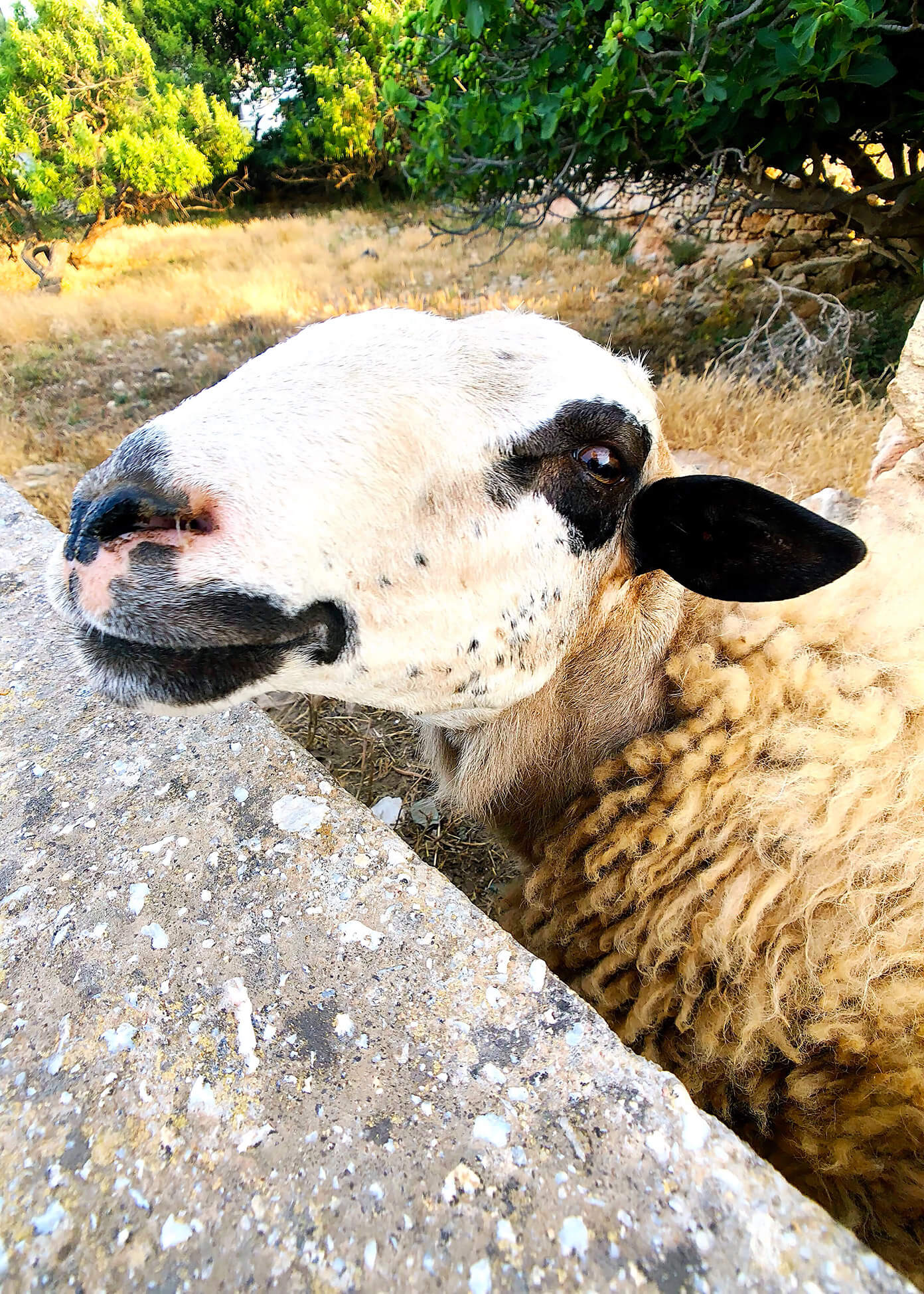 希腊Folegandros的羊