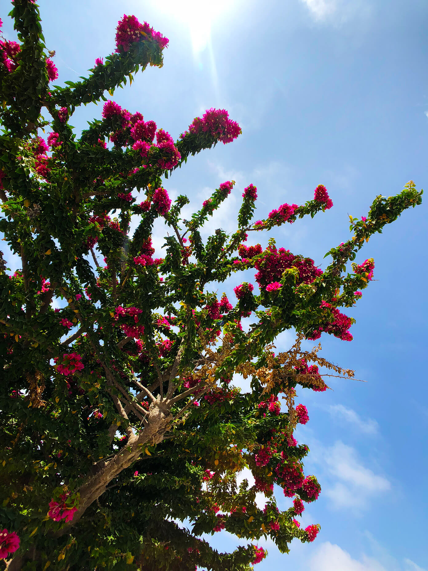 花和蓝天在圣托里尼希腊
