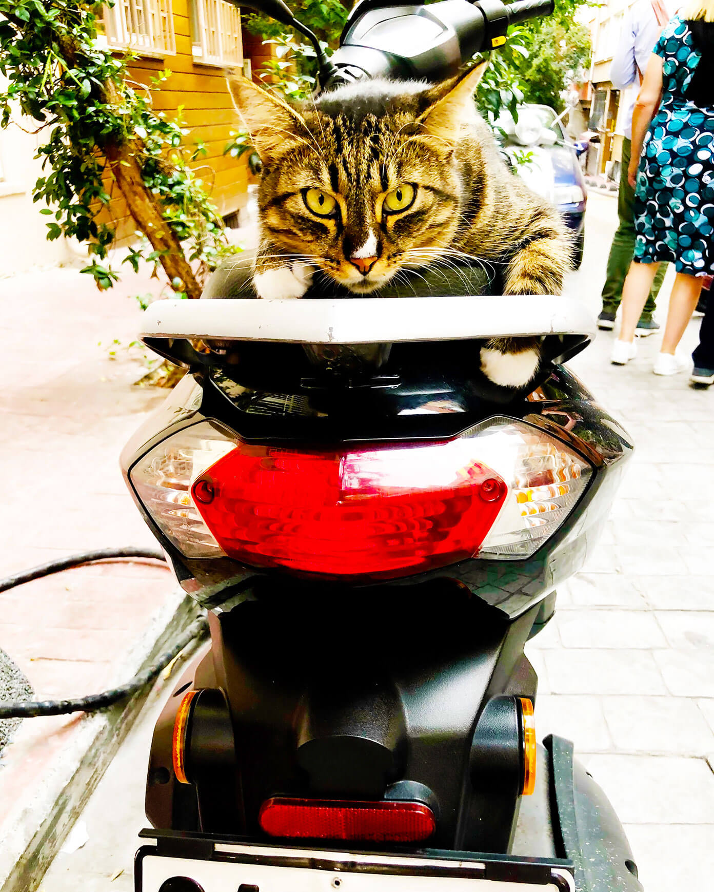 猫的伊斯坦布尔
